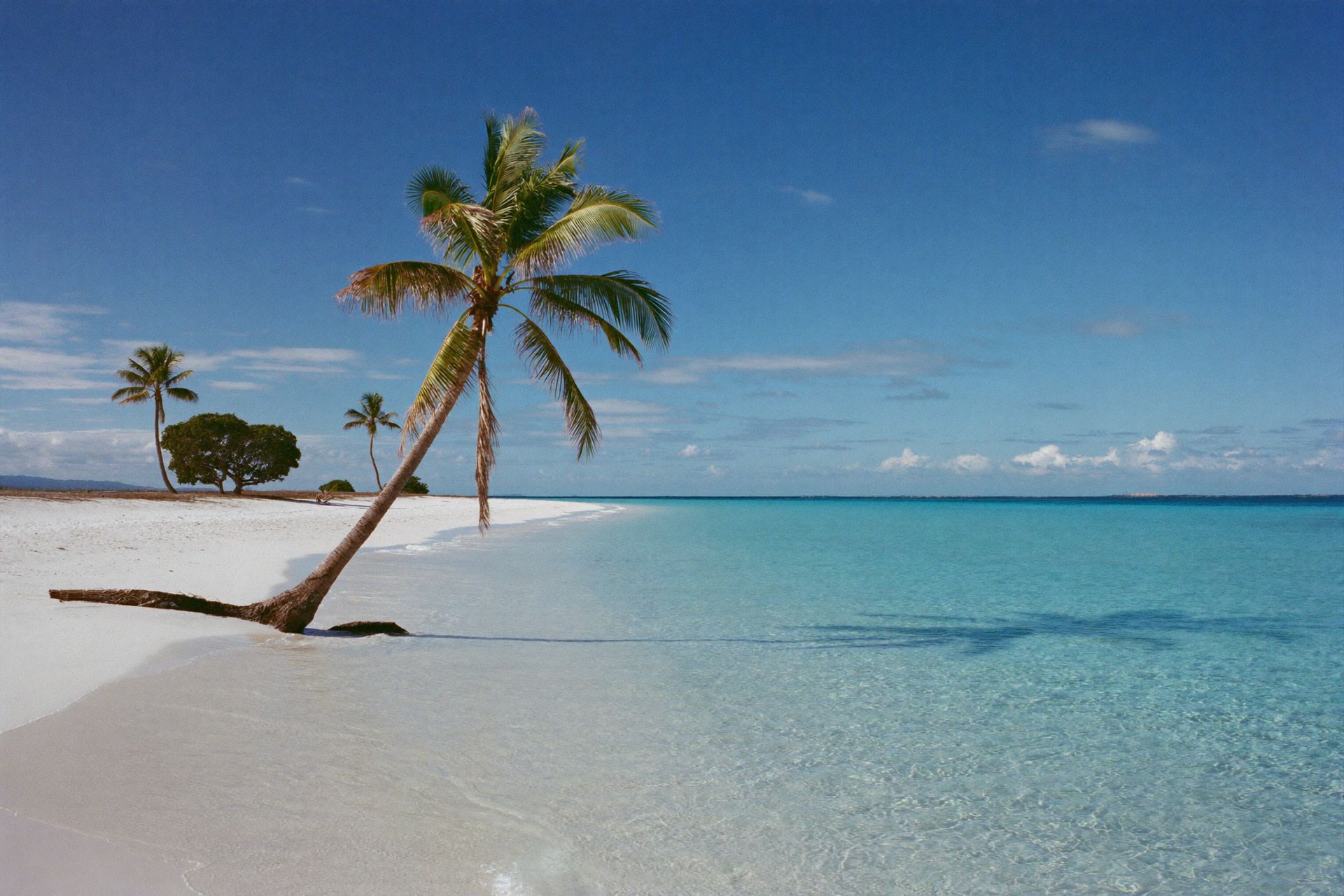 A coconut palm leaning over an empty beach on Acklins
