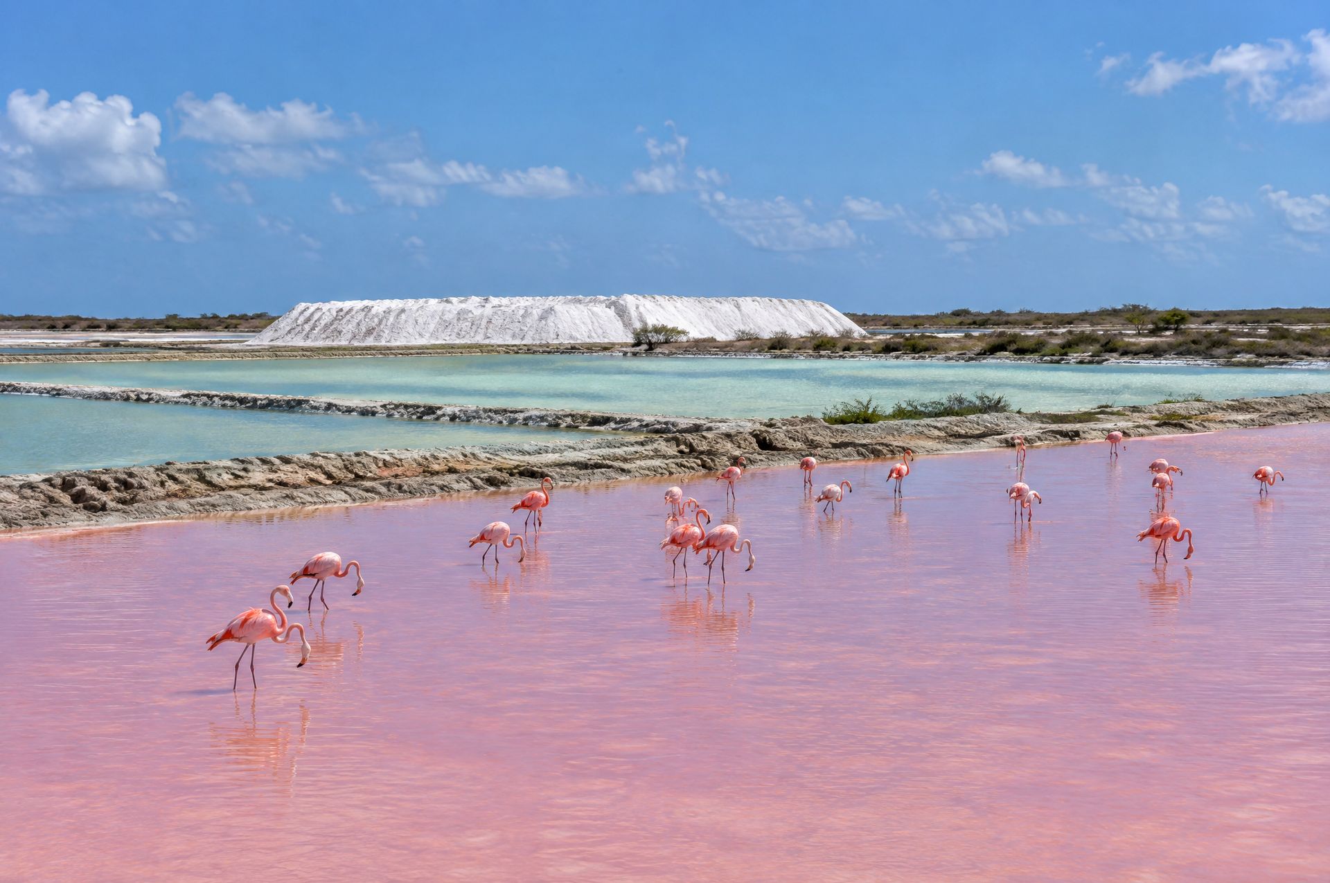 Flamingos in the pink salt ponds of Great Inagua